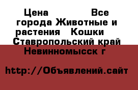 Zolton › Цена ­ 30 000 - Все города Животные и растения » Кошки   . Ставропольский край,Невинномысск г.